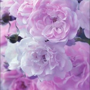 Meet your Posher, Marmariah